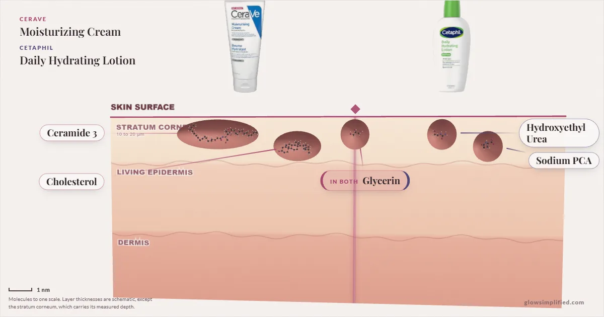 CeraVe Moisturizing Cream and Cetaphil Daily Hydrating Lotion: their molecules drawn in one cross-section of skin, shared ingredients on the seam