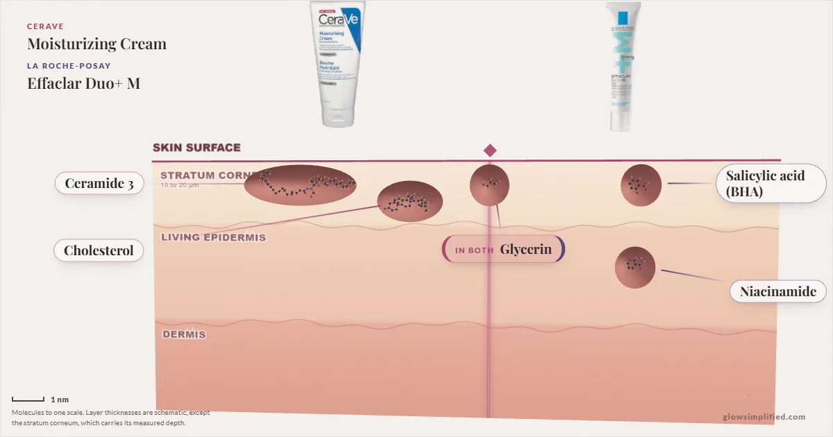 CeraVe Moisturizing Cream and La Roche-Posay Effaclar Duo+ M: their molecules drawn in one cross-section of skin, shared ingredients on the seam