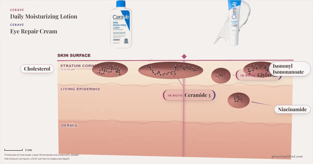 CeraVe Daily Moisturizing Lotion and CeraVe Eye Repair Cream: their molecules drawn in one cross-section of skin, shared ingredients on the seam