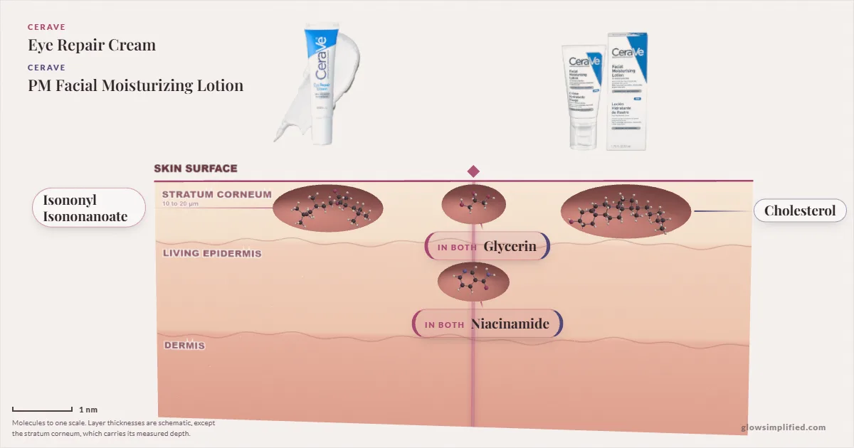 CeraVe Eye Repair Cream and CeraVe PM Facial Moisturizing Lotion: their molecules drawn in one cross-section of skin, shared ingredients on the seam