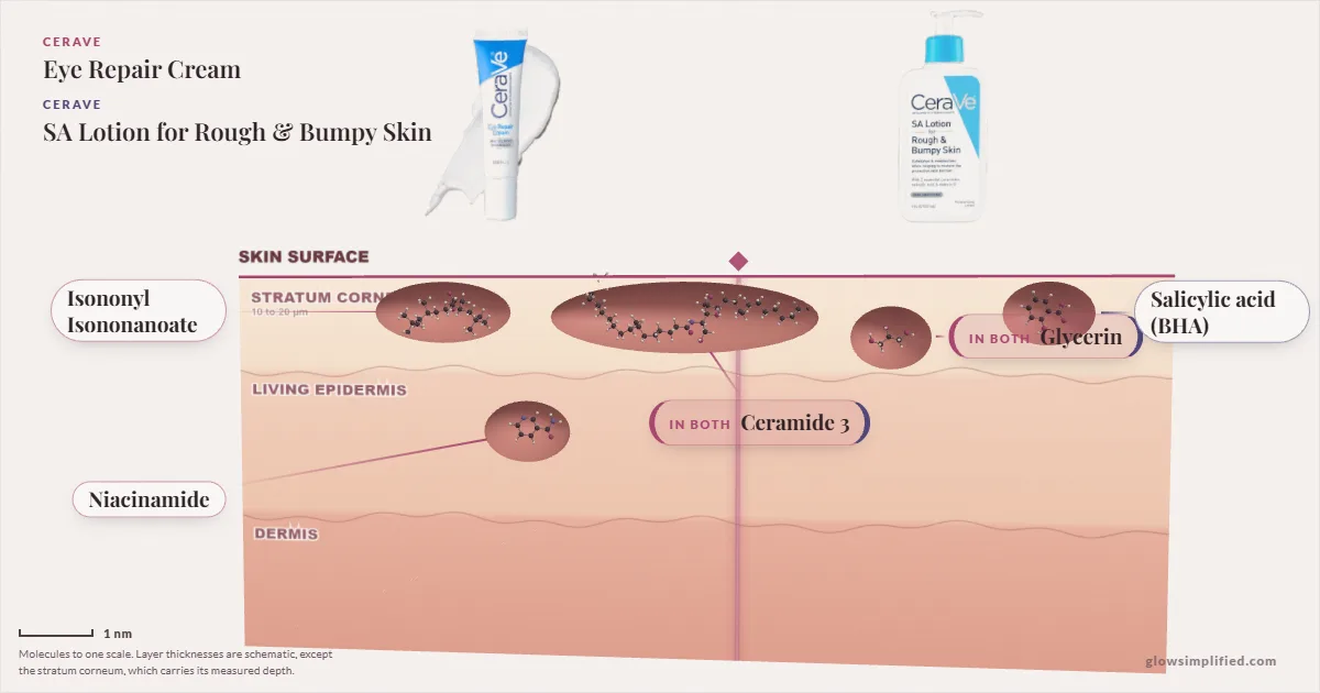 CeraVe Eye Repair Cream and CeraVe SA Lotion for Rough & Bumpy Skin: their molecules drawn in one cross-section of skin, shared ingredients on the seam