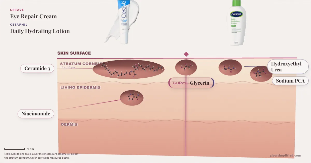 CeraVe Eye Repair Cream and Cetaphil Daily Hydrating Lotion: their molecules drawn in one cross-section of skin, shared ingredients on the seam