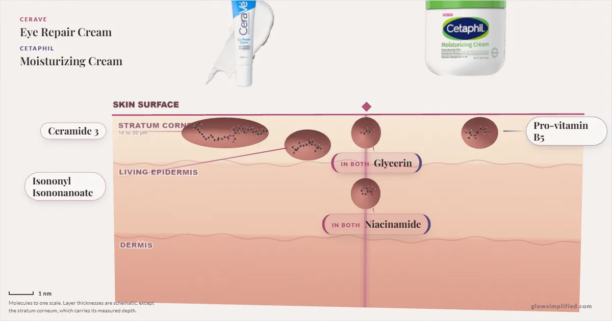 CeraVe Eye Repair Cream and Cetaphil Moisturizing Cream: their molecules drawn in one cross-section of skin, shared ingredients on the seam