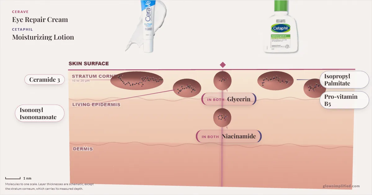 CeraVe Eye Repair Cream and Cetaphil Moisturizing Lotion: their molecules drawn in one cross-section of skin, shared ingredients on the seam