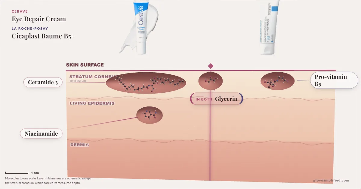 CeraVe Eye Repair Cream and La Roche-Posay Cicaplast Baume B5+: their molecules drawn in one cross-section of skin, shared ingredients on the seam
