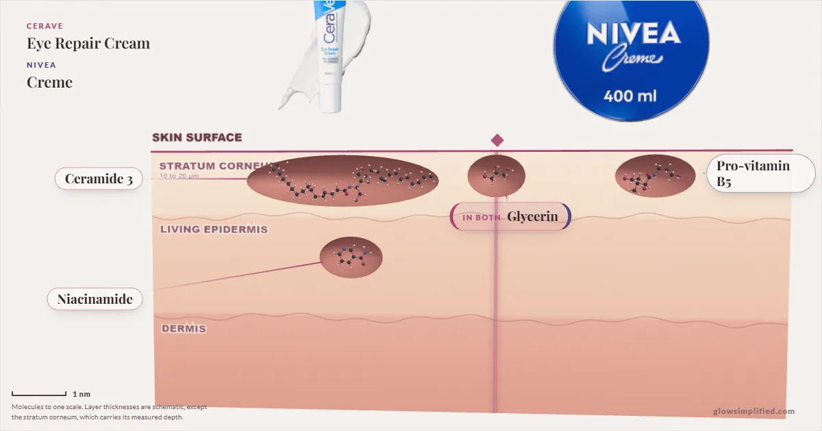 CeraVe Eye Repair Cream and NIVEA Creme: their molecules drawn in one cross-section of skin, shared ingredients on the seam