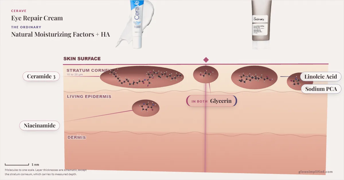 CeraVe Eye Repair Cream and The Ordinary Natural Moisturizing Factors + HA: their molecules drawn in one cross-section of skin, shared ingredients on the seam