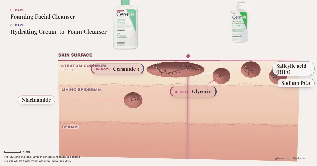 CeraVe Foaming Facial Cleanser and CeraVe Hydrating Cream-to-Foam Cleanser: their molecules drawn in one cross-section of skin, shared ingredients on the seam