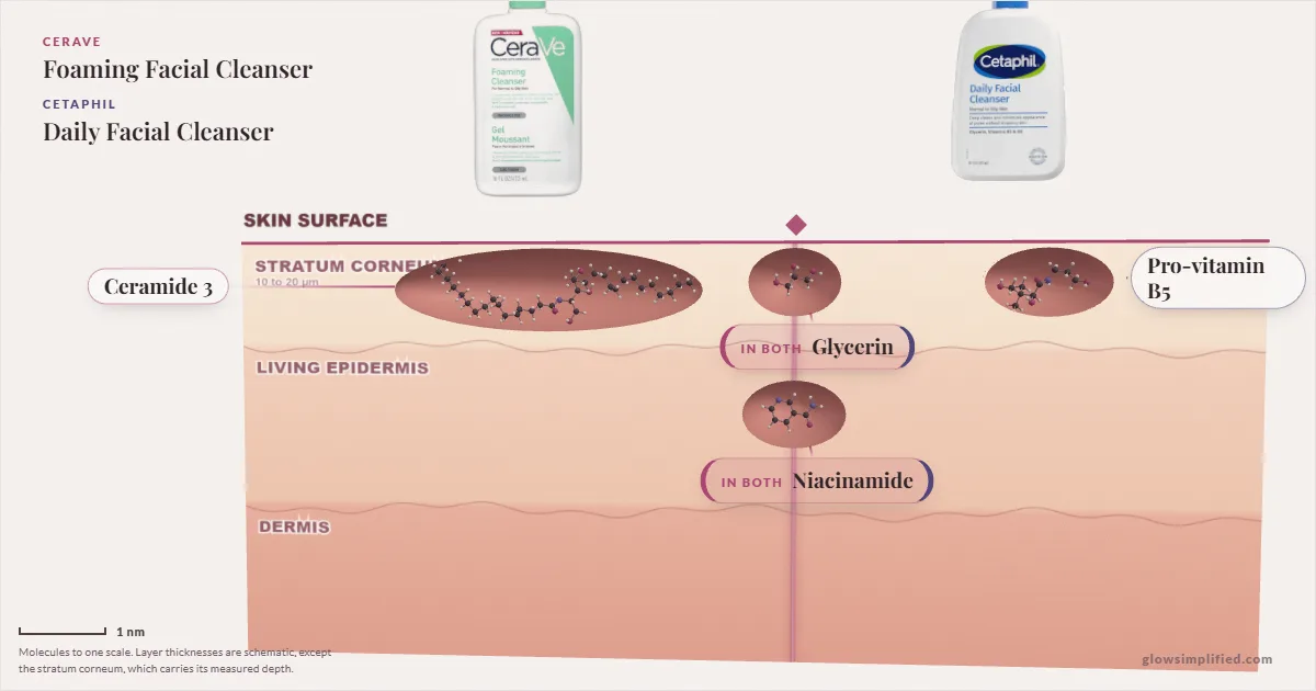 CeraVe Foaming Facial Cleanser and Cetaphil Daily Facial Cleanser: their molecules drawn in one cross-section of skin, shared ingredients on the seam