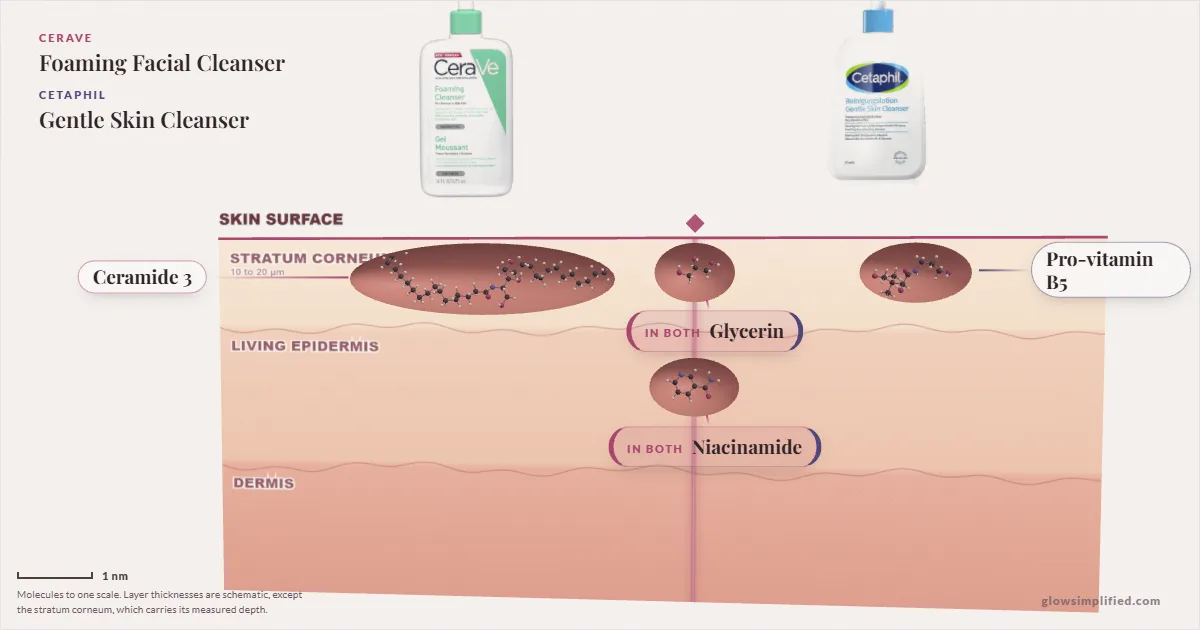 CeraVe Foaming Facial Cleanser and Cetaphil Gentle Skin Cleanser: their molecules drawn in one cross-section of skin, shared ingredients on the seam