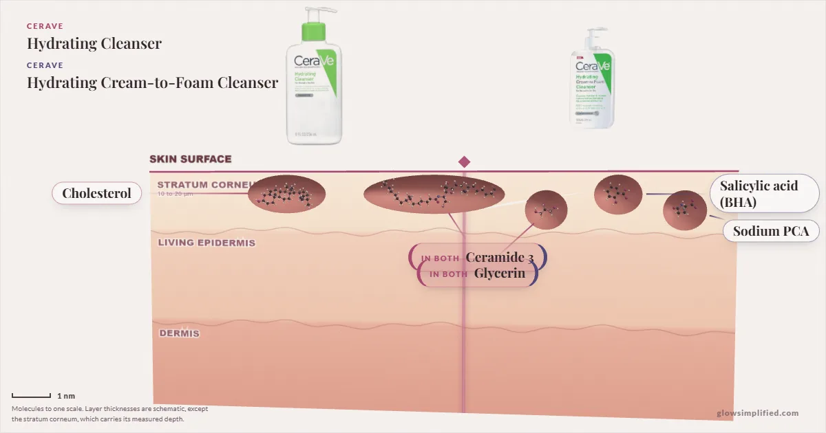 CeraVe Hydrating Cleanser and CeraVe Hydrating Cream-to-Foam Cleanser: their molecules drawn in one cross-section of skin, shared ingredients on the seam