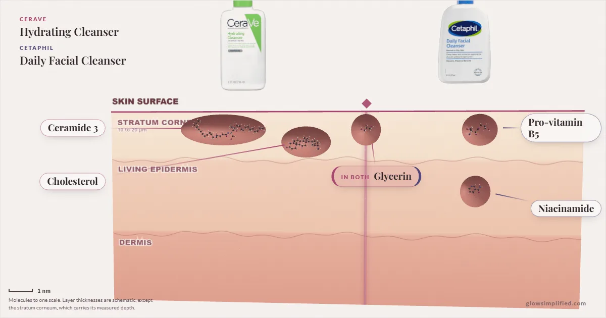 CeraVe Hydrating Cleanser and Cetaphil Daily Facial Cleanser: their molecules drawn in one cross-section of skin, shared ingredients on the seam