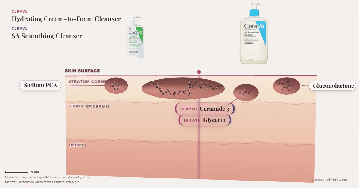 CeraVe Hydrating Cream-to-Foam Cleanser and CeraVe SA Smoothing Cleanser: their molecules drawn in one cross-section of skin, shared ingredients on the seam
