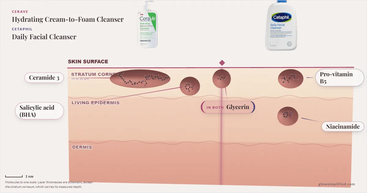CeraVe Hydrating Cream-to-Foam Cleanser and Cetaphil Daily Facial Cleanser: their molecules drawn in one cross-section of skin, shared ingredients on the seam