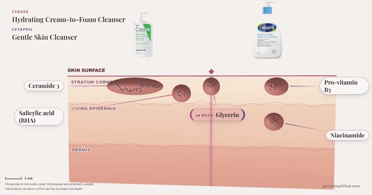 CeraVe Hydrating Cream-to-Foam Cleanser and Cetaphil Gentle Skin Cleanser: their molecules drawn in one cross-section of skin, shared ingredients on the seam