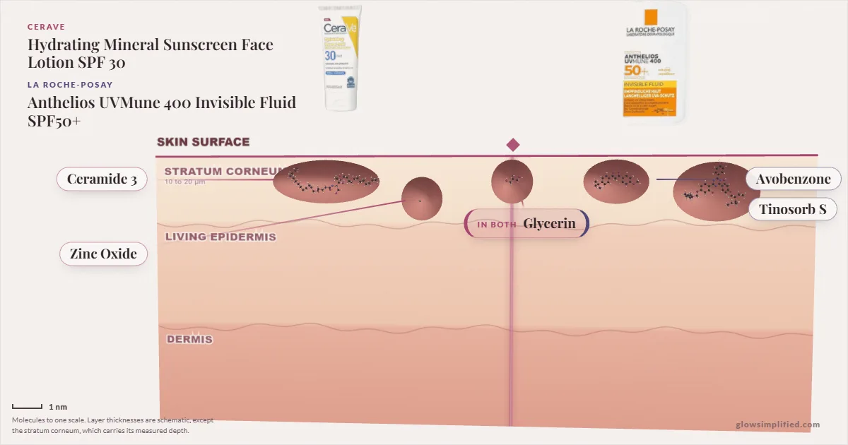 CeraVe Hydrating Mineral Sunscreen Face Lotion SPF 30 and La Roche-Posay Anthelios UVMune 400 Invisible Fluid SPF50+: their molecules drawn in one cross-section of skin, shared ingredients on the seam