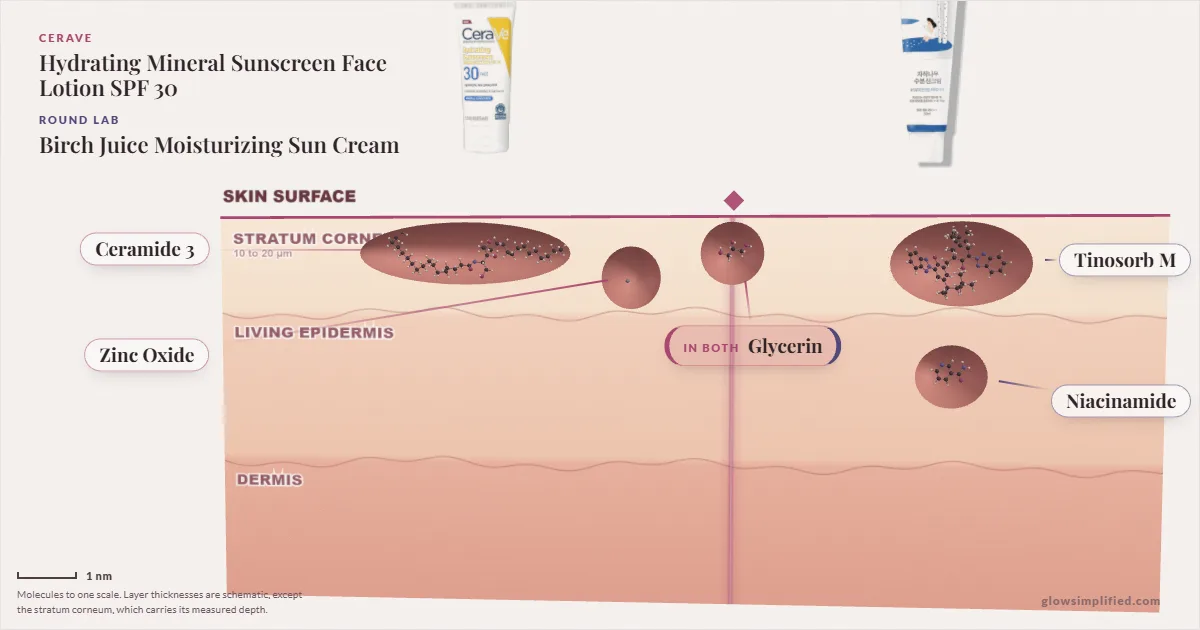 CeraVe Hydrating Mineral Sunscreen Face Lotion SPF 30 and Round Lab Birch Juice Moisturizing Sun Cream: their molecules drawn in one cross-section of skin, shared ingredients on the seam