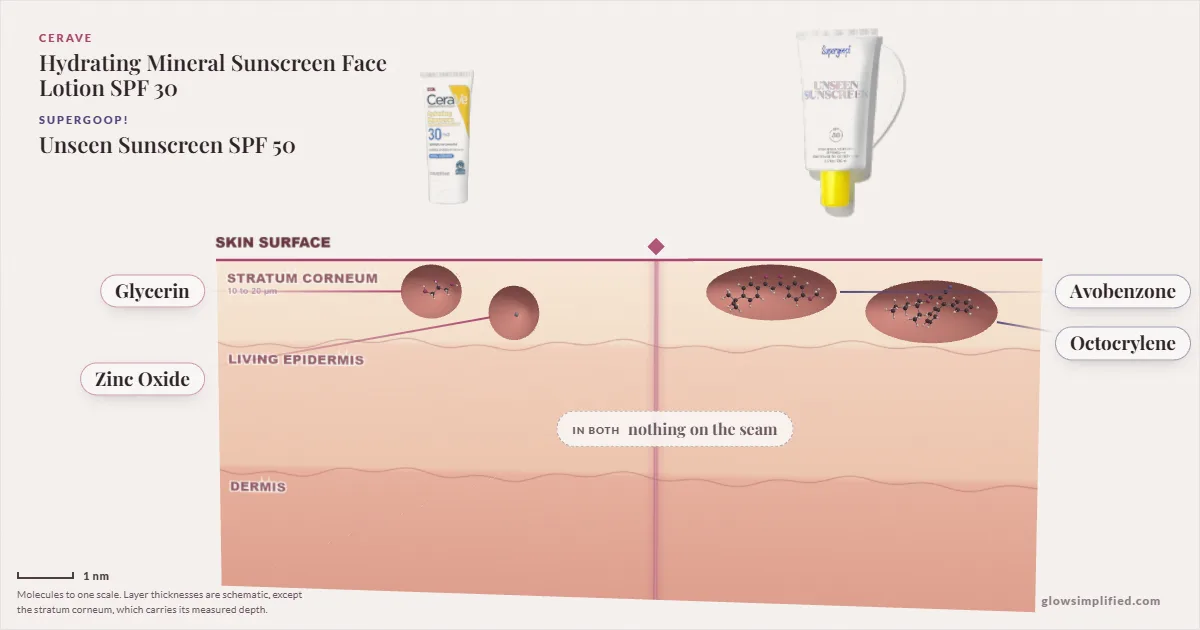 CeraVe Hydrating Mineral Sunscreen Face Lotion SPF 30 and Supergoop! Unseen Sunscreen SPF 50: their molecules drawn in one cross-section of skin, shared ingredients on the seam