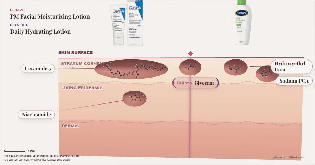CeraVe PM Facial Moisturizing Lotion and Cetaphil Daily Hydrating Lotion: their molecules drawn in one cross-section of skin, shared ingredients on the seam