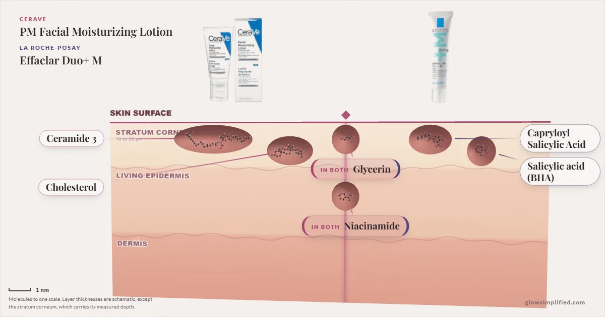 CeraVe PM Facial Moisturizing Lotion and La Roche-Posay Effaclar Duo+ M: their molecules drawn in one cross-section of skin, shared ingredients on the seam
