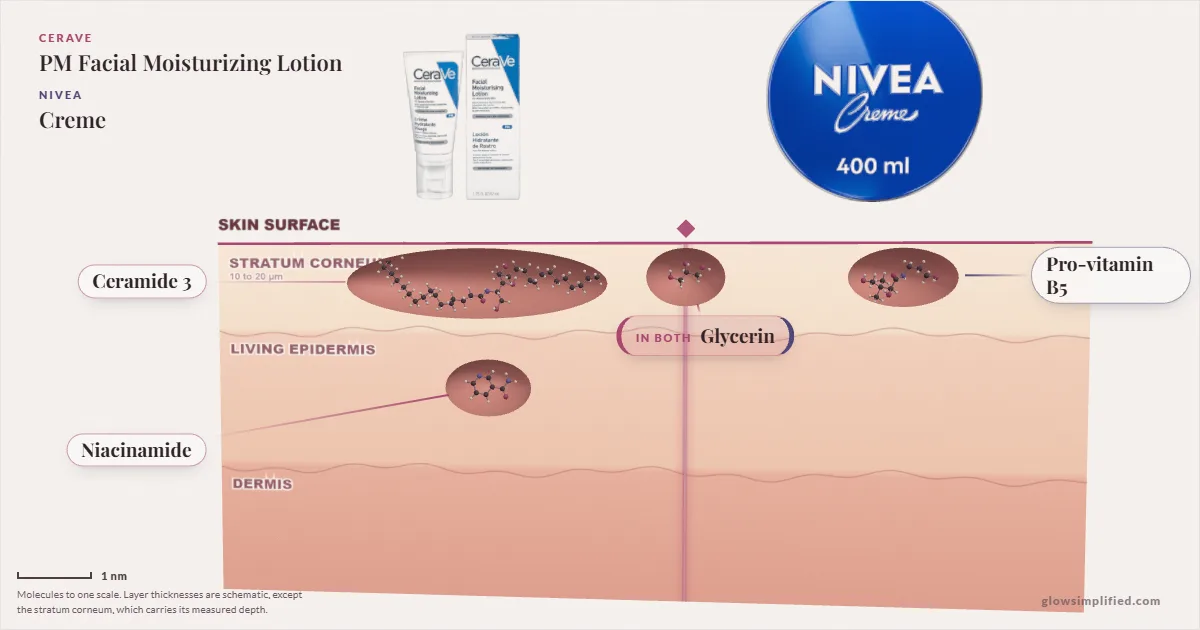 CeraVe PM Facial Moisturizing Lotion and NIVEA Creme: their molecules drawn in one cross-section of skin, shared ingredients on the seam