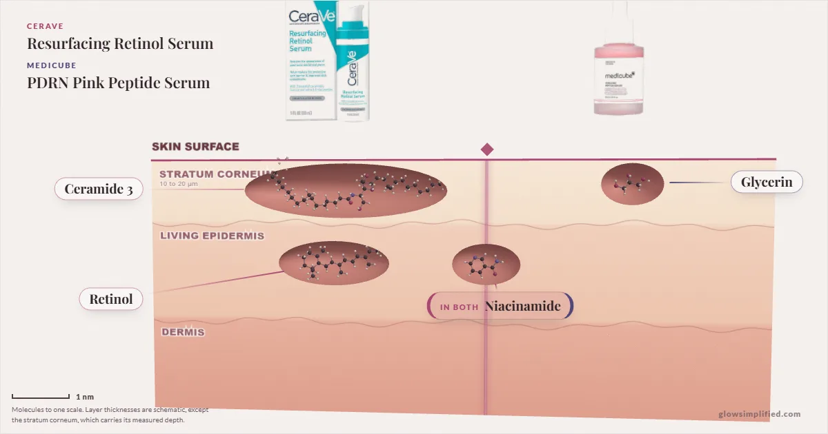 CeraVe Resurfacing Retinol Serum and Medicube PDRN Pink Peptide Serum: their molecules drawn in one cross-section of skin, shared ingredients on the seam