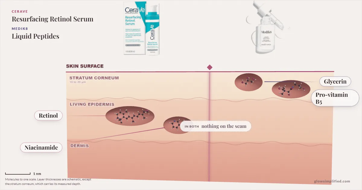CeraVe Resurfacing Retinol Serum and Medik8 Liquid Peptides: their molecules drawn in one cross-section of skin, shared ingredients on the seam