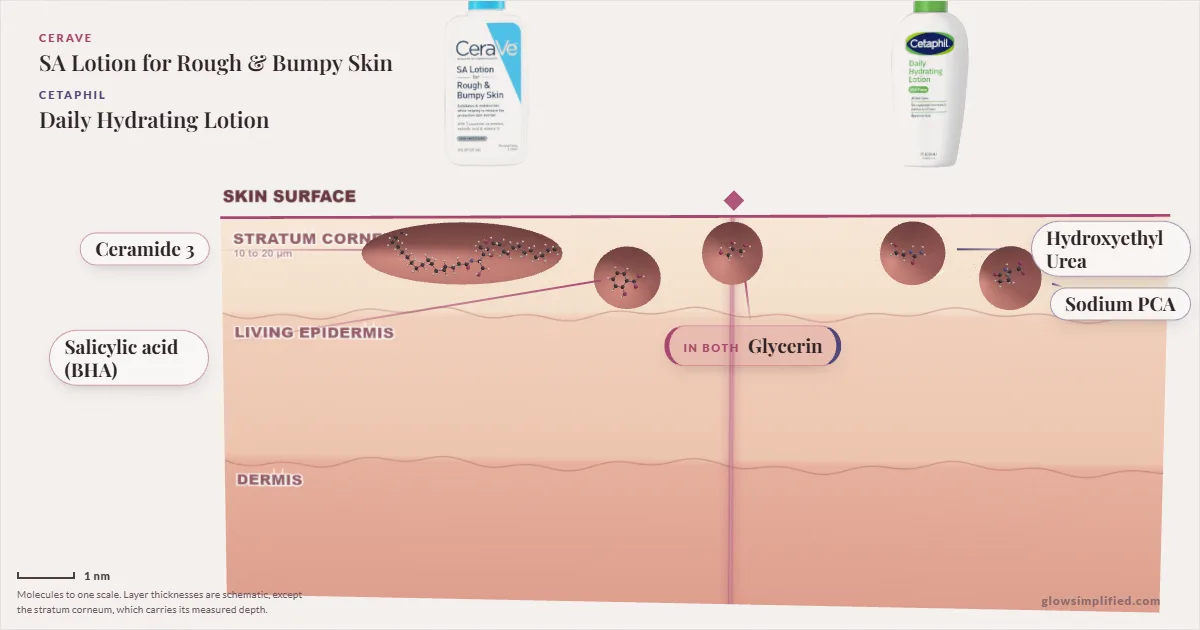 CeraVe SA Lotion for Rough & Bumpy Skin and Cetaphil Daily Hydrating Lotion: their molecules drawn in one cross-section of skin, shared ingredients on the seam