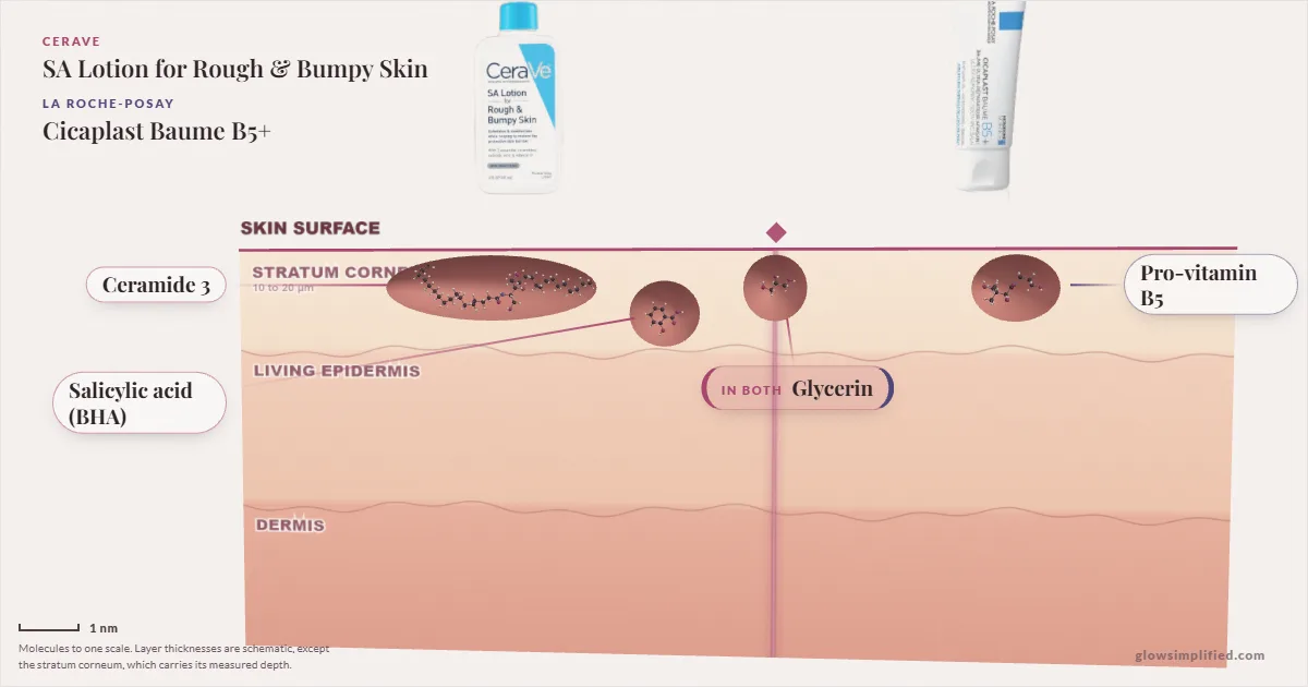 CeraVe SA Lotion for Rough & Bumpy Skin and La Roche-Posay Cicaplast Baume B5+: their molecules drawn in one cross-section of skin, shared ingredients on the seam