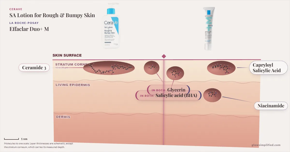 CeraVe SA Lotion for Rough & Bumpy Skin and La Roche-Posay Effaclar Duo+ M: their molecules drawn in one cross-section of skin, shared ingredients on the seam