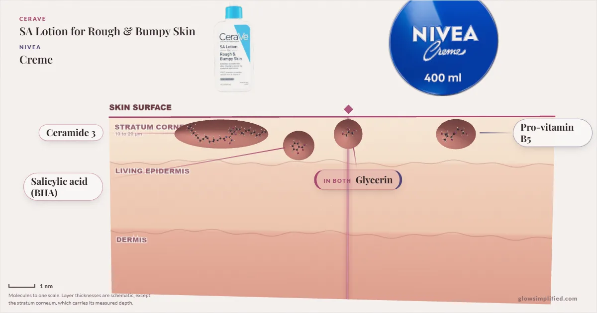 CeraVe SA Lotion for Rough & Bumpy Skin and NIVEA Creme: their molecules drawn in one cross-section of skin, shared ingredients on the seam