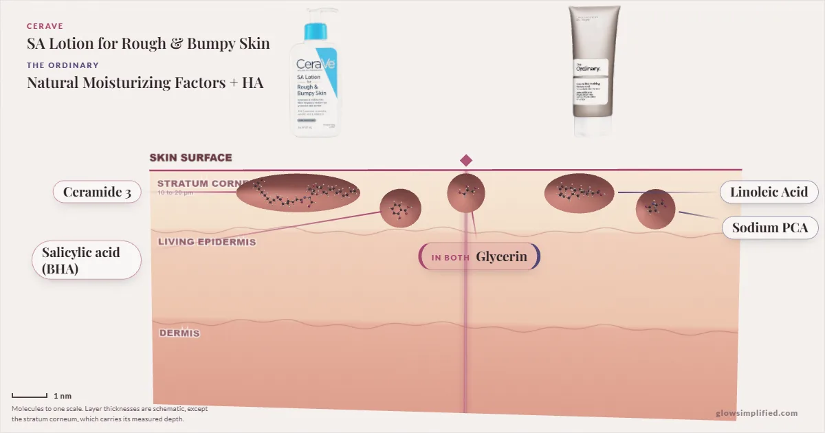 CeraVe SA Lotion for Rough & Bumpy Skin and The Ordinary Natural Moisturizing Factors + HA: their molecules drawn in one cross-section of skin, shared ingredients on the seam