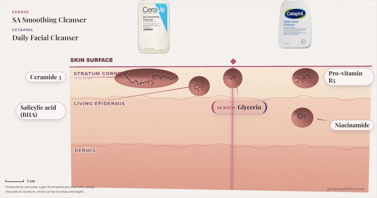 CeraVe SA Smoothing Cleanser and Cetaphil Daily Facial Cleanser: their molecules drawn in one cross-section of skin, shared ingredients on the seam