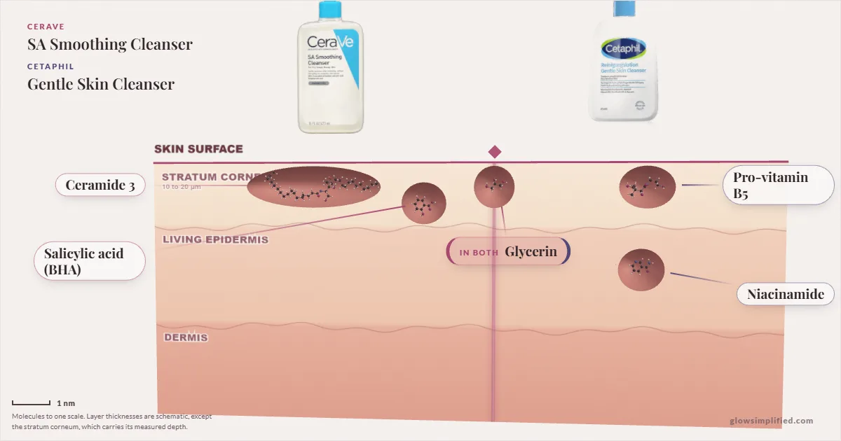 CeraVe SA Smoothing Cleanser and Cetaphil Gentle Skin Cleanser: their molecules drawn in one cross-section of skin, shared ingredients on the seam