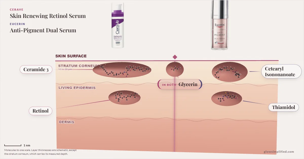CeraVe Skin Renewing Retinol Serum and Eucerin Anti-Pigment Dual Serum: their molecules drawn in one cross-section of skin, shared ingredients on the seam
