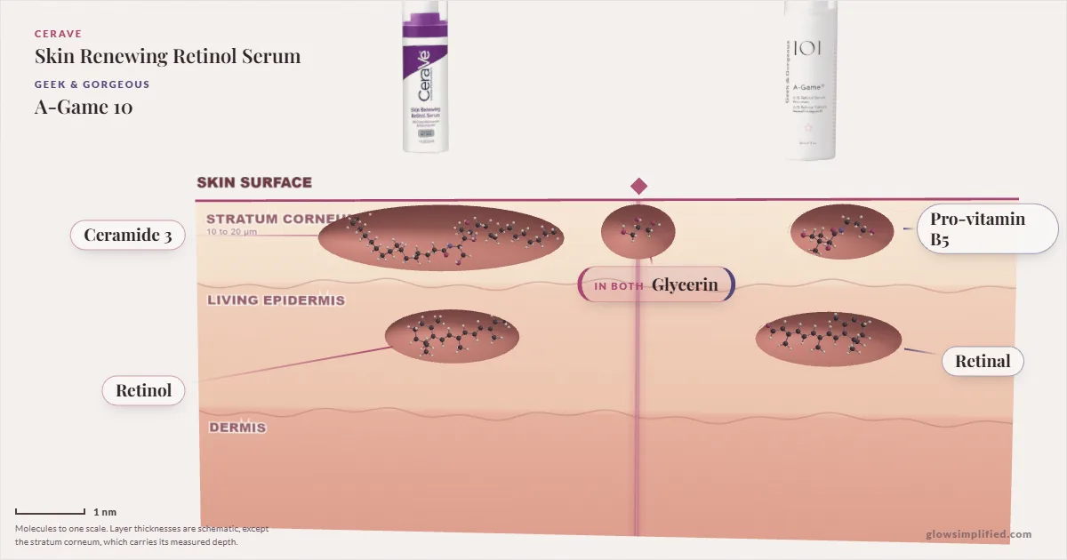 CeraVe Skin Renewing Retinol Serum and Geek & Gorgeous A-Game 10: their molecules drawn in one cross-section of skin, shared ingredients on the seam
