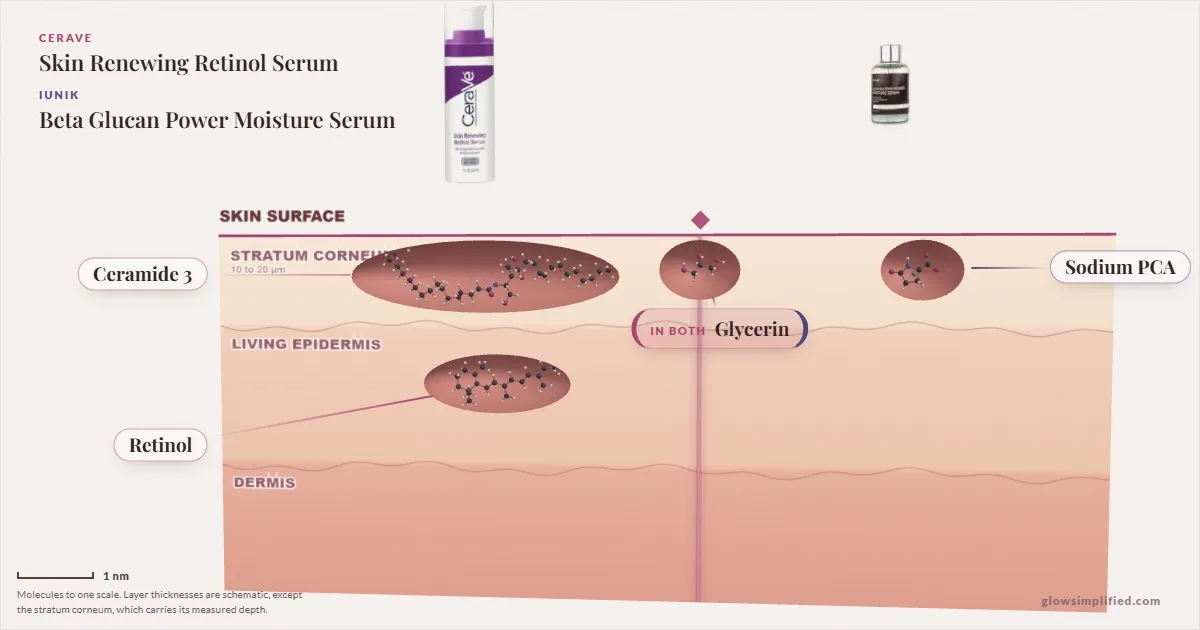 CeraVe Skin Renewing Retinol Serum and iUNIK Beta Glucan Power Moisture Serum: their molecules drawn in one cross-section of skin, shared ingredients on the seam