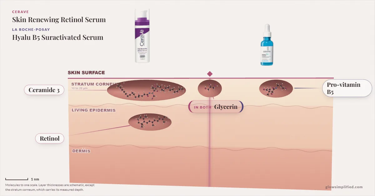 CeraVe Skin Renewing Retinol Serum and La Roche-Posay Hyalu B5 Suractivated Serum: their molecules drawn in one cross-section of skin, shared ingredients on the seam