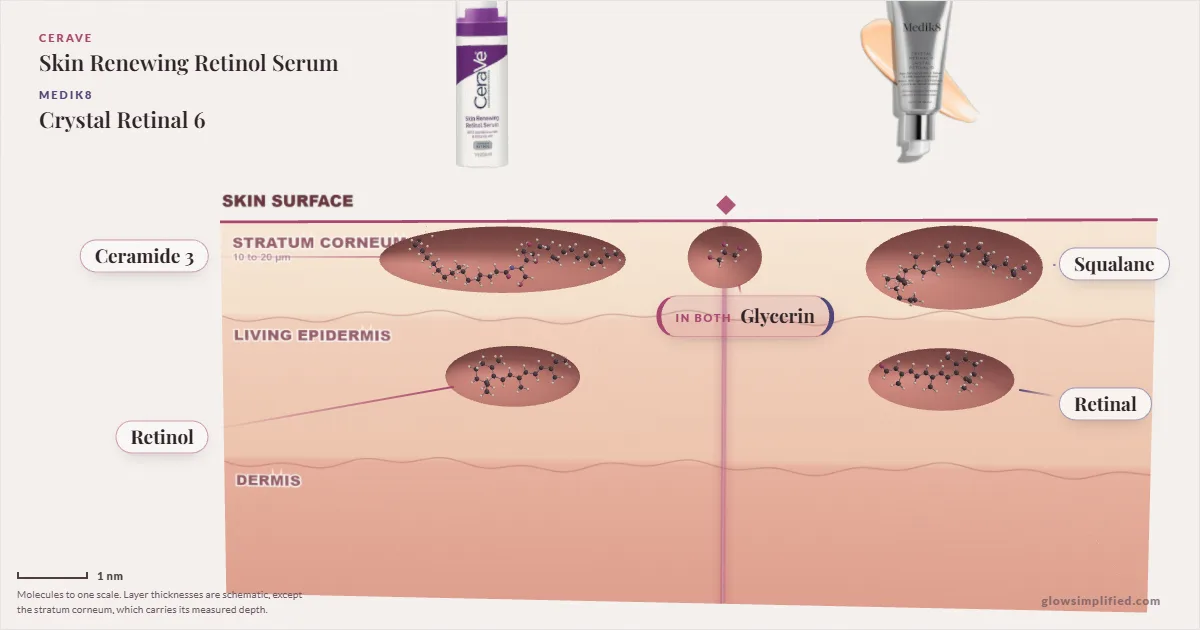 CeraVe Skin Renewing Retinol Serum and Medik8 Crystal Retinal 6: their molecules drawn in one cross-section of skin, shared ingredients on the seam