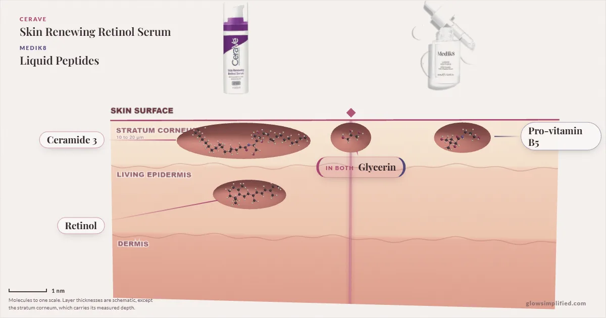CeraVe Skin Renewing Retinol Serum and Medik8 Liquid Peptides: their molecules drawn in one cross-section of skin, shared ingredients on the seam