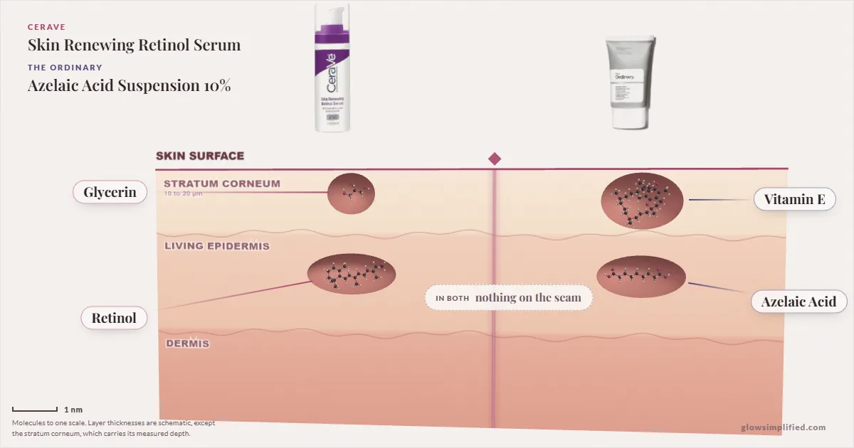 CeraVe Skin Renewing Retinol Serum and The Ordinary Azelaic Acid Suspension 10%: their molecules drawn in one cross-section of skin, shared ingredients on the seam