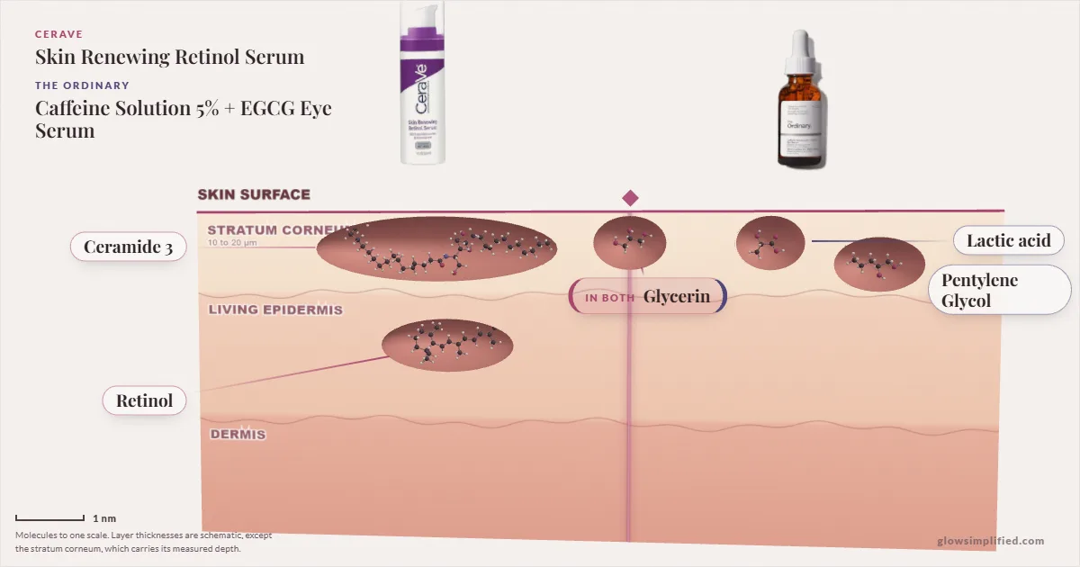 CeraVe Skin Renewing Retinol Serum and The Ordinary Caffeine Solution 5% + EGCG Eye Serum: their molecules drawn in one cross-section of skin, shared ingredients on the seam