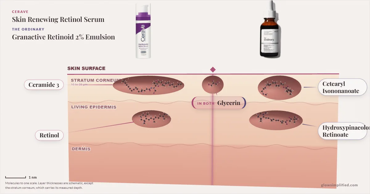 CeraVe Skin Renewing Retinol Serum and The Ordinary Granactive Retinoid 2% Emulsion: their molecules drawn in one cross-section of skin, shared ingredients on the seam