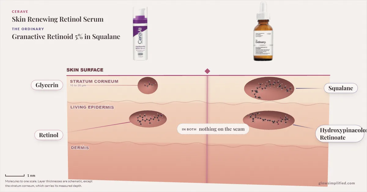 CeraVe Skin Renewing Retinol Serum and The Ordinary Granactive Retinoid 5% in Squalane: their molecules drawn in one cross-section of skin, shared ingredients on the seam