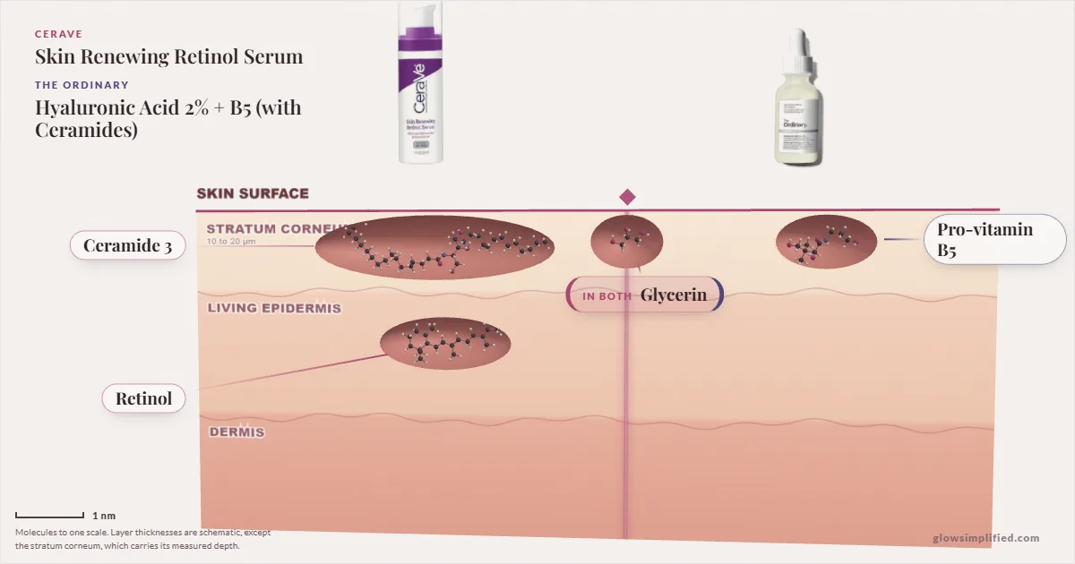 CeraVe Skin Renewing Retinol Serum and The Ordinary Hyaluronic Acid 2% + B5 (with Ceramides): their molecules drawn in one cross-section of skin, shared ingredients on the seam