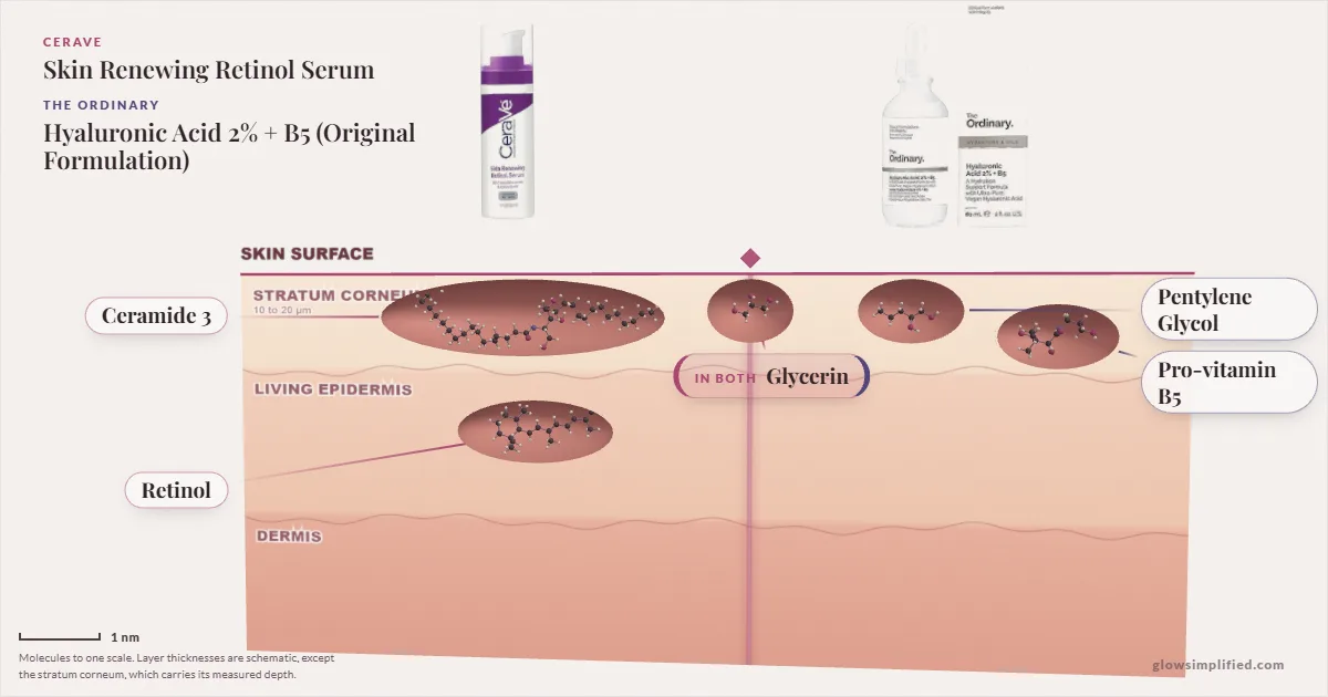 CeraVe Skin Renewing Retinol Serum and The Ordinary Hyaluronic Acid 2% + B5 (Original Formulation): their molecules drawn in one cross-section of skin, shared ingredients on the seam
