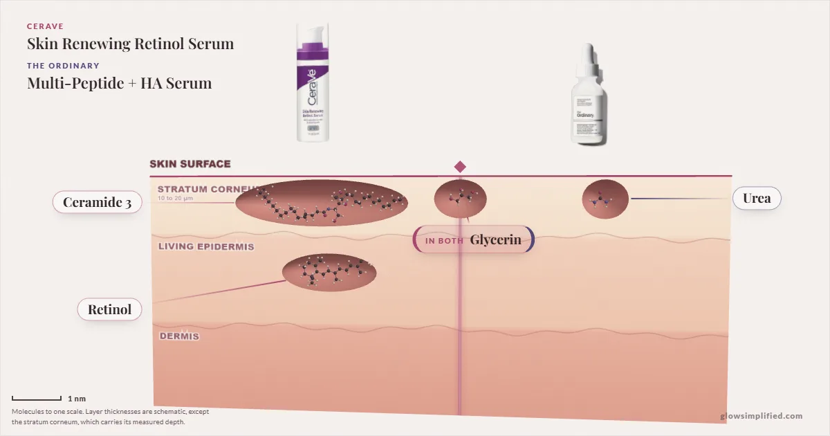 CeraVe Skin Renewing Retinol Serum and The Ordinary Multi-Peptide + HA Serum: their molecules drawn in one cross-section of skin, shared ingredients on the seam