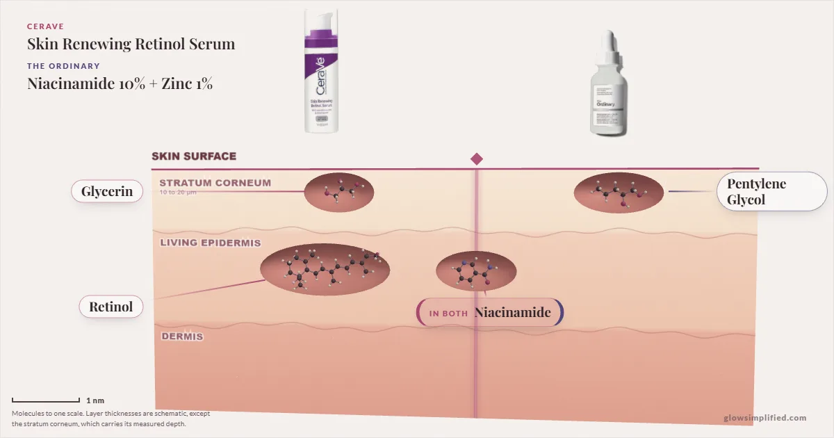 CeraVe Skin Renewing Retinol Serum and The Ordinary Niacinamide 10% + Zinc 1%: their molecules drawn in one cross-section of skin, shared ingredients on the seam