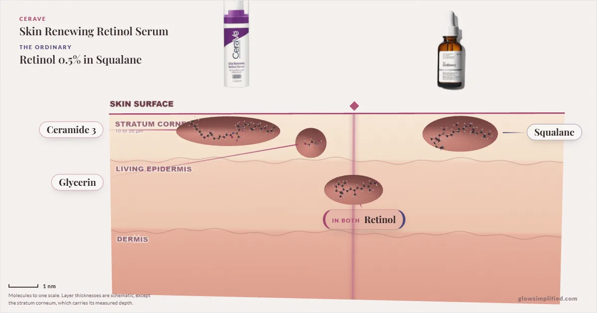 CeraVe Skin Renewing Retinol Serum and The Ordinary Retinol 0.5% in Squalane: their molecules drawn in one cross-section of skin, shared ingredients on the seam
