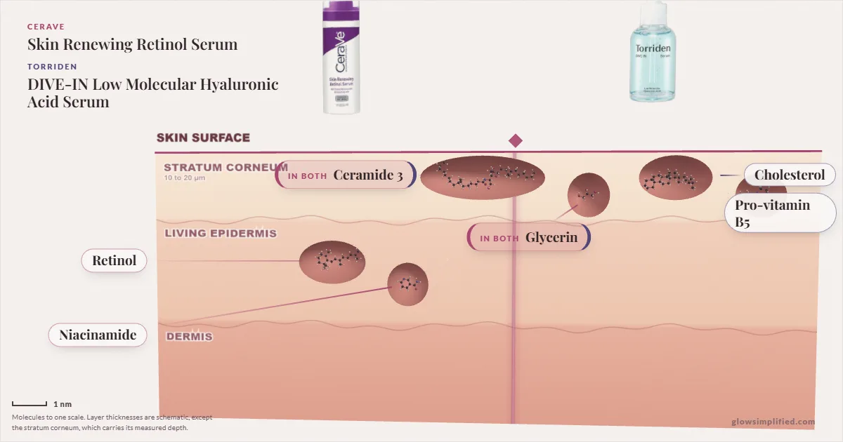 CeraVe Skin Renewing Retinol Serum and Torriden DIVE-IN Low Molecular Hyaluronic Acid Serum: their molecules drawn in one cross-section of skin, shared ingredients on the seam